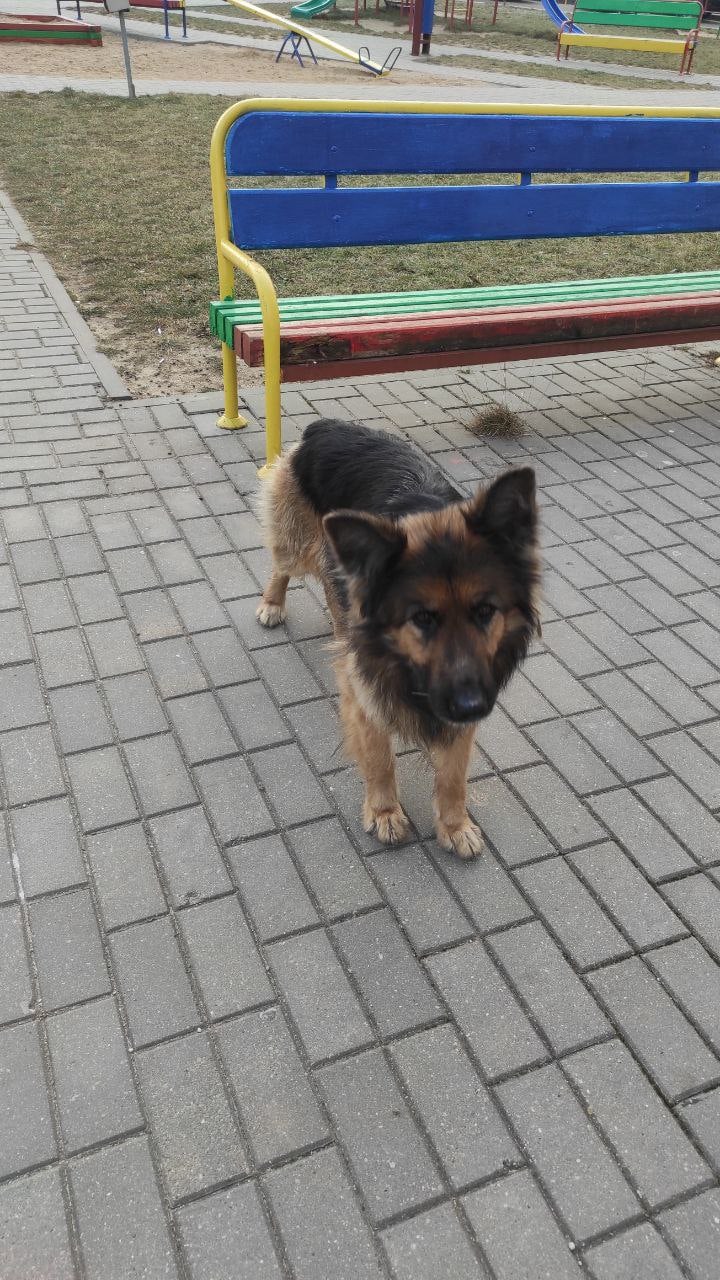 Найдена собака в Гродно — В районе ул.Кремко(Вишневец) бегает большой/юный друг. Добрый, игривый и ласковый пёс.