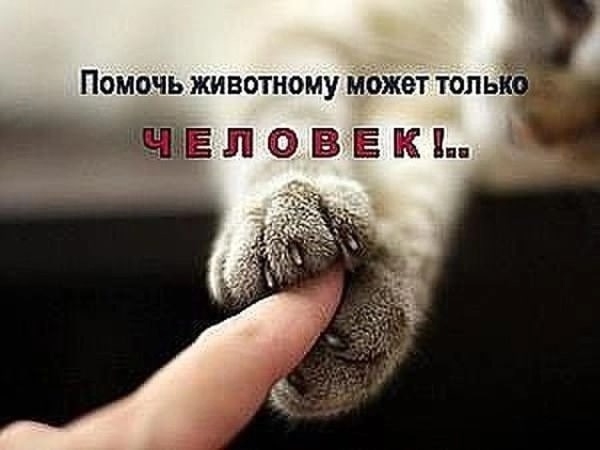 Пропала кошка в Гродно — Всём привет, вступайте пожалуйста в новый паблик помощь тайским и сиамским кошкам Беларусь…