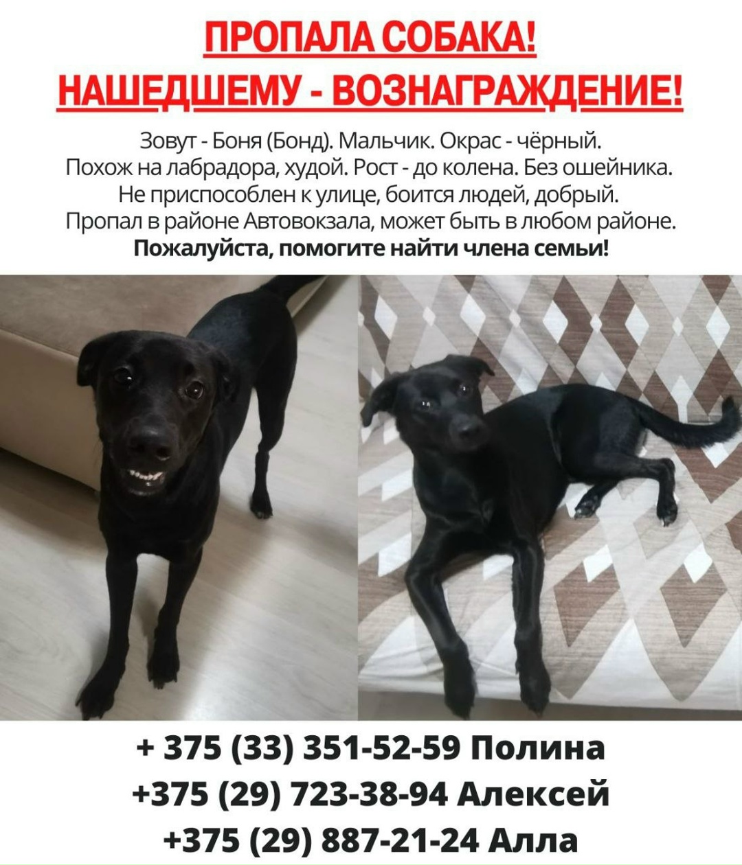 Найдена собака в Гродно — фото объявления