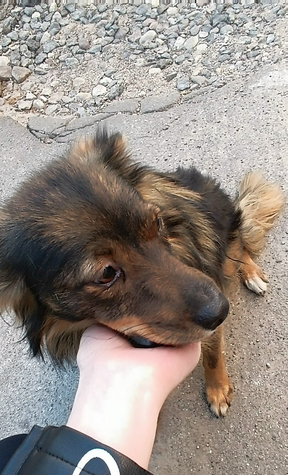 Найдена собака в Гродно — К людям прибилась собака Жулька,молодая очень ласковая девочка,нежный пушистик.Ищут дом,т.к не ладят с…
