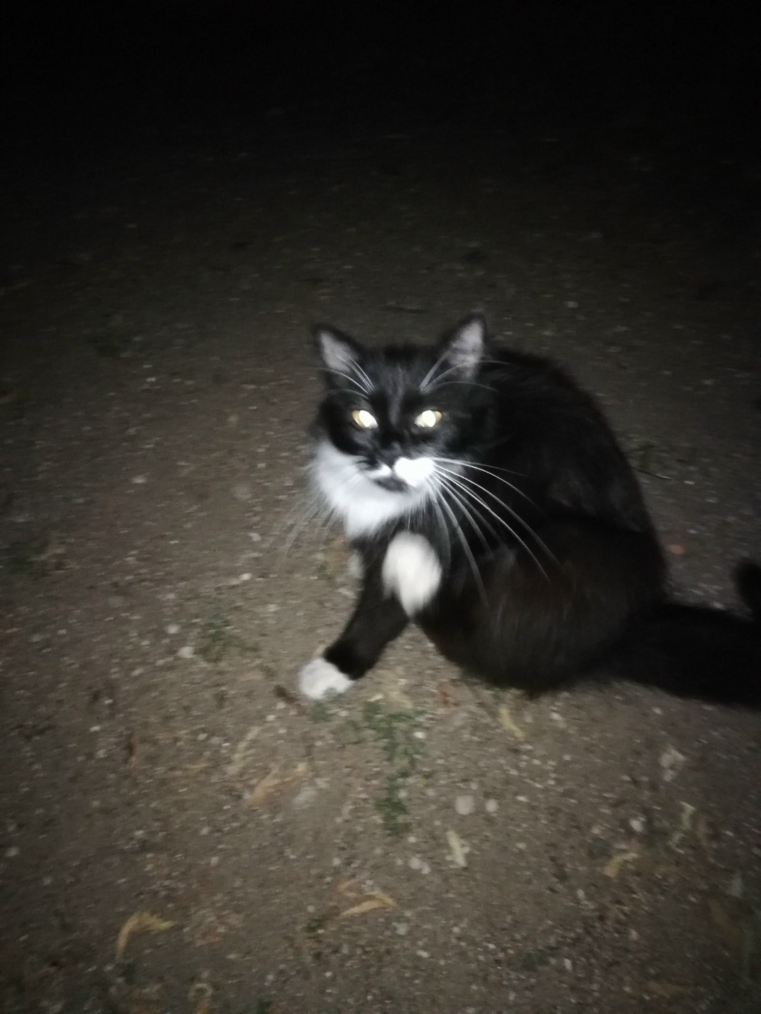 Найдена кошка в Гродно — Нижний Фолюш. Кто потерял кота (кошку)? Видно, что домашний, шесть аккуратная, чистая. 29-88-40-548