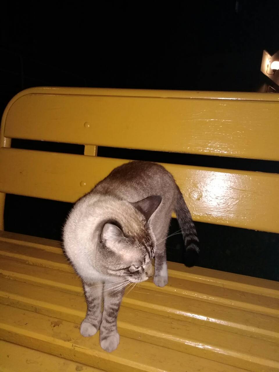 Найдена кошка в Гродно — Опубликуйте пожалуйста.
