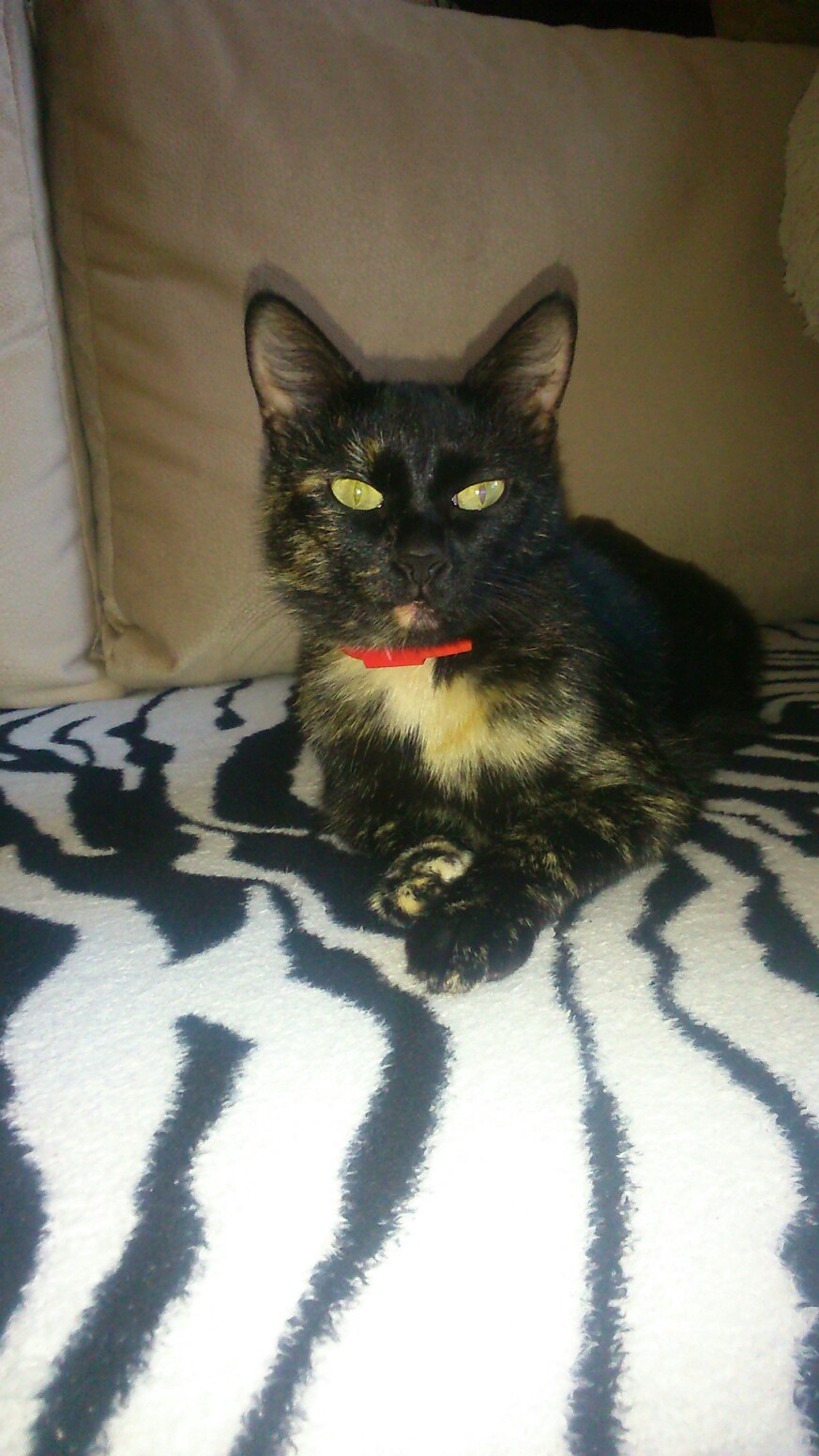 Пропала кошка в Гродно — фото объявления