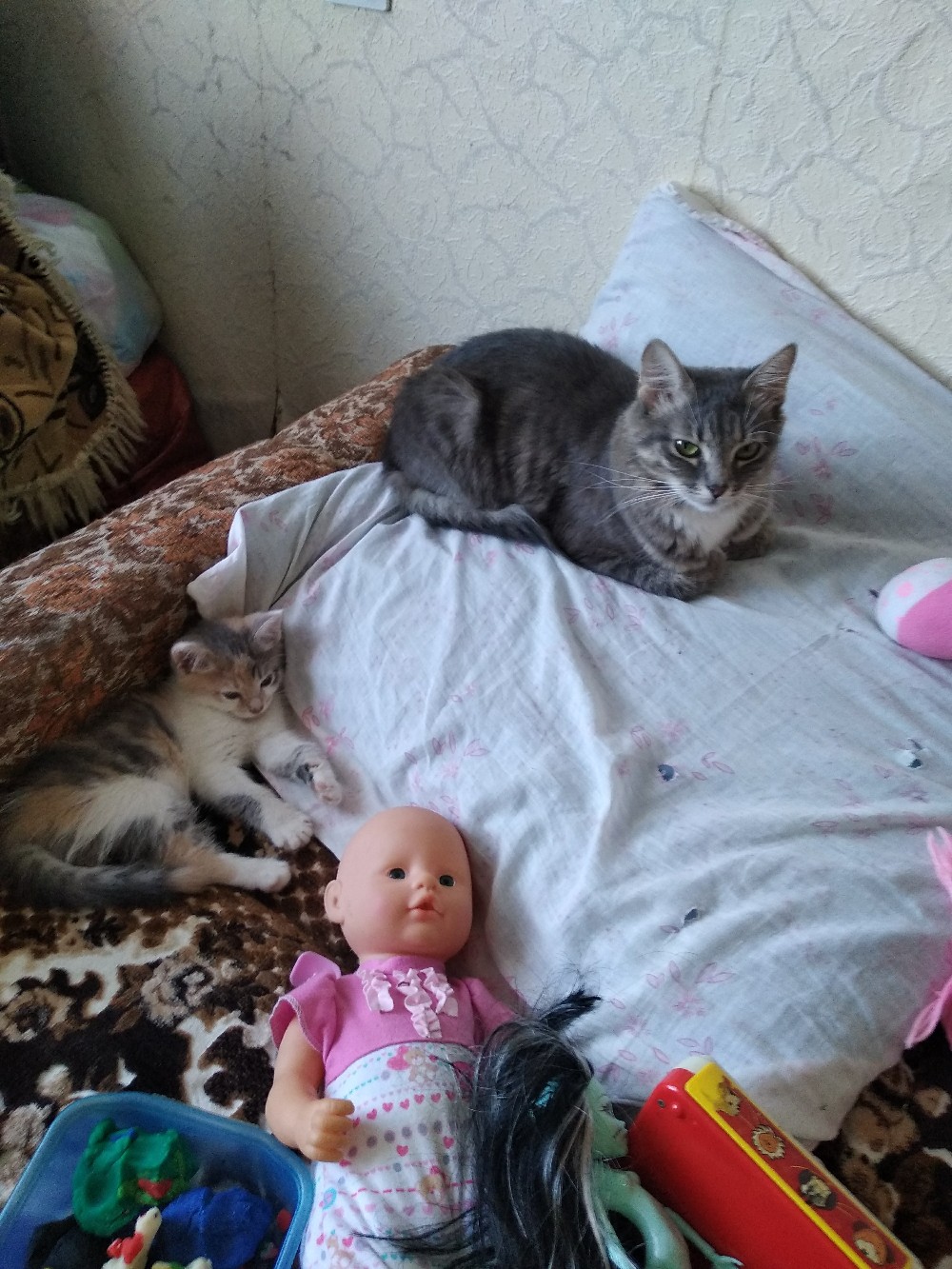 Пропала кошка в Гродно — Очень прошу помощи! Пропала наша любимая кошка Моня. 22 сентября выпрыгнула из окна первого этажа по…