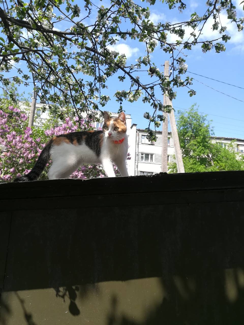 Пропала кошка в Гродно — фото объявления