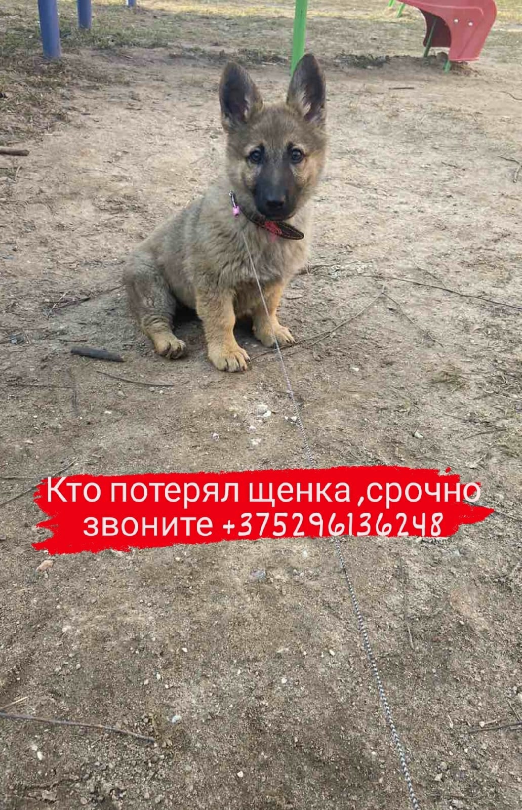 Найдена собака в Витебске — фото объявления