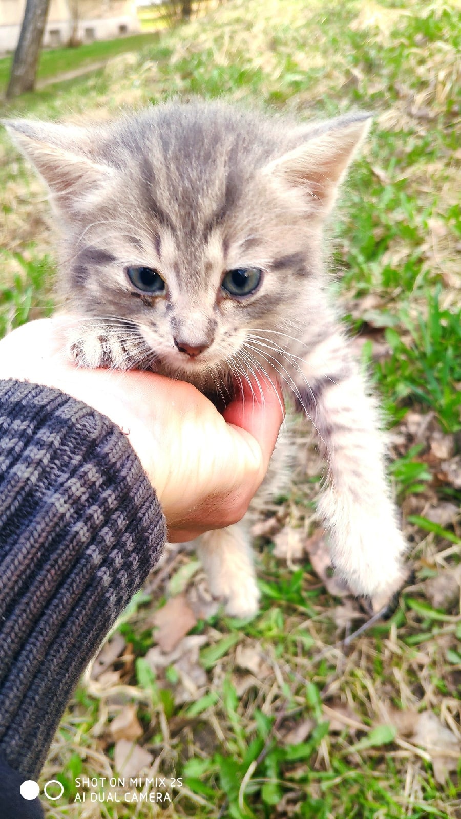 Пропала кошка в Витебске — Котик ищет свой дом...потеряшка..полчаса назад...отроду примерно 1 месяц ...находился в районе…