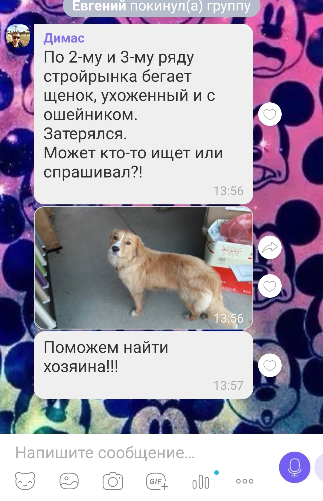 Найдена собака в Витебске — По Центральному рынку ( Московский за еврооптом)