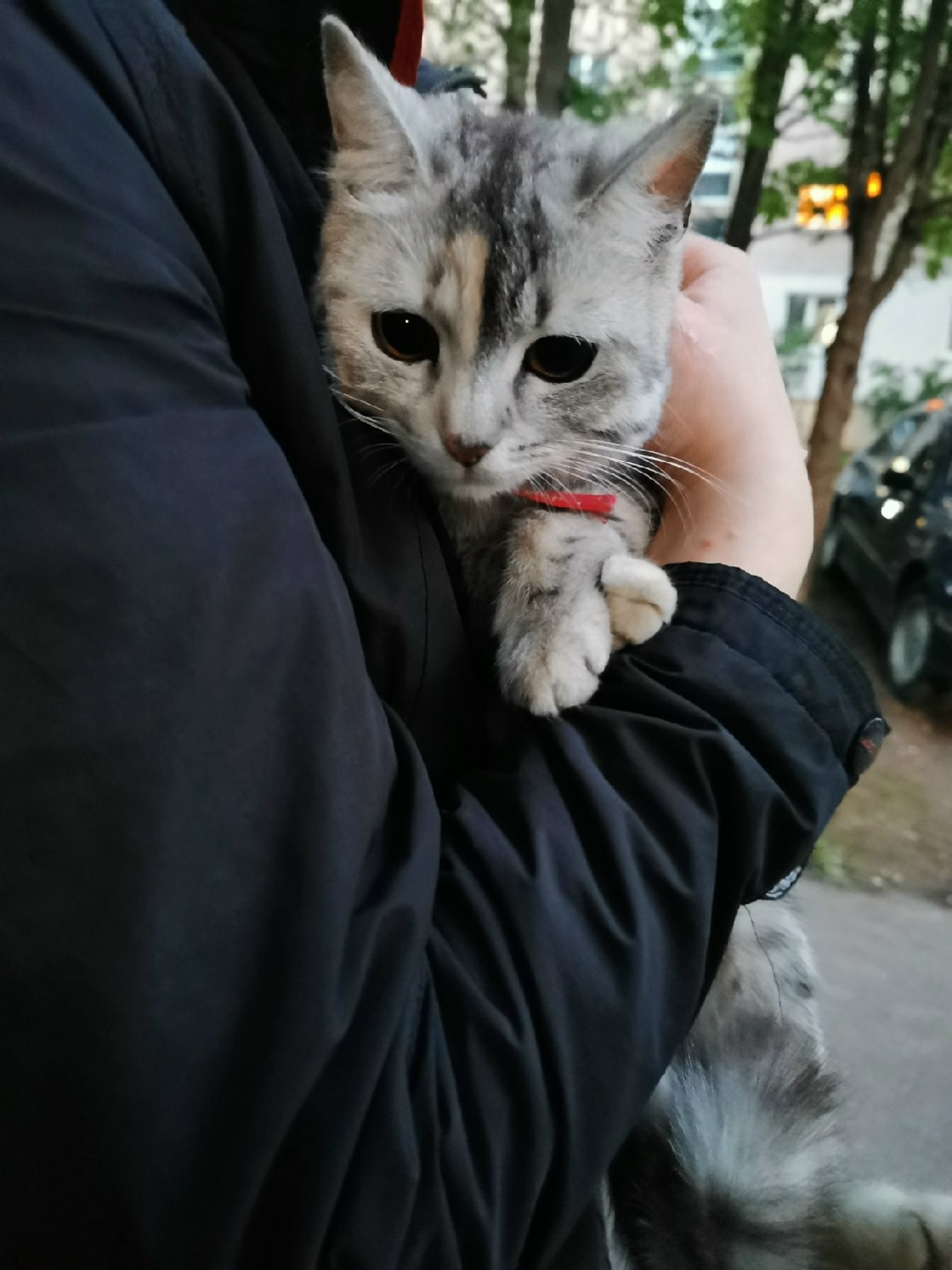 Найдена кошка в Витебске — Кто потерял кошечку?? Нашли на улице Лазо. Розовый ошейник. На вид от 6 месяцев до 1 года.