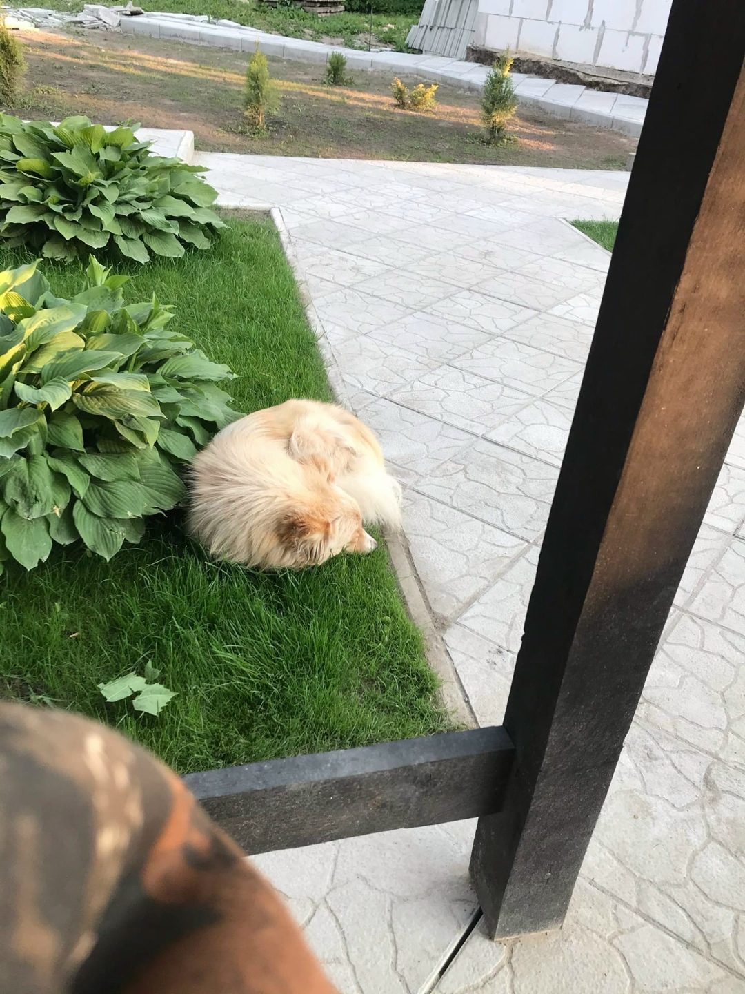 Пропала собака в Витебске — СРОЧНО!! Может чья потеряшка? Мальчик очень ласковый контактный , пришёл ниоткуда к нам во двор и…