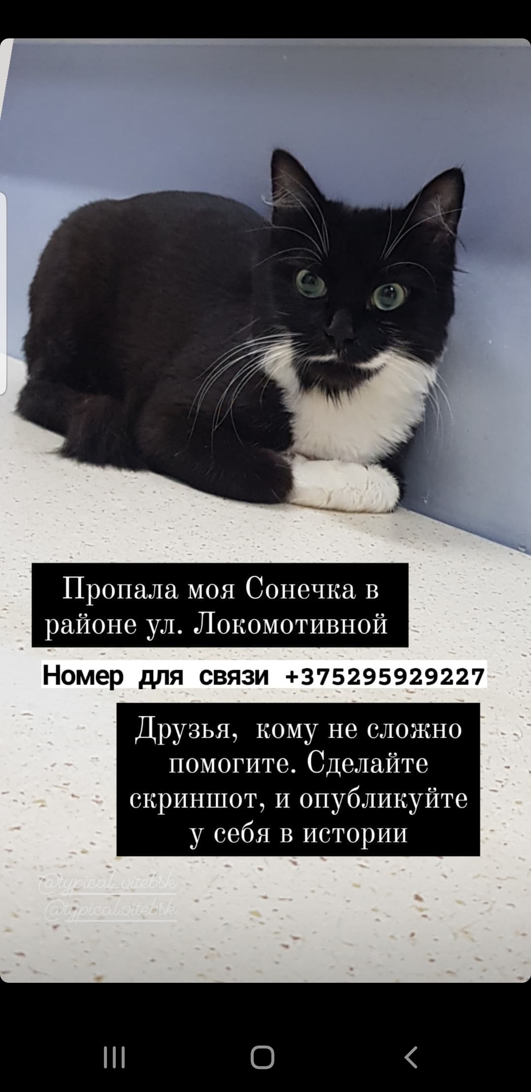 Пропала кошка в Витебске — Всех здравствуйте! Прошу помощи, может кто увидит мою кошечку, пропала не далеко вокзал, полоцкий…