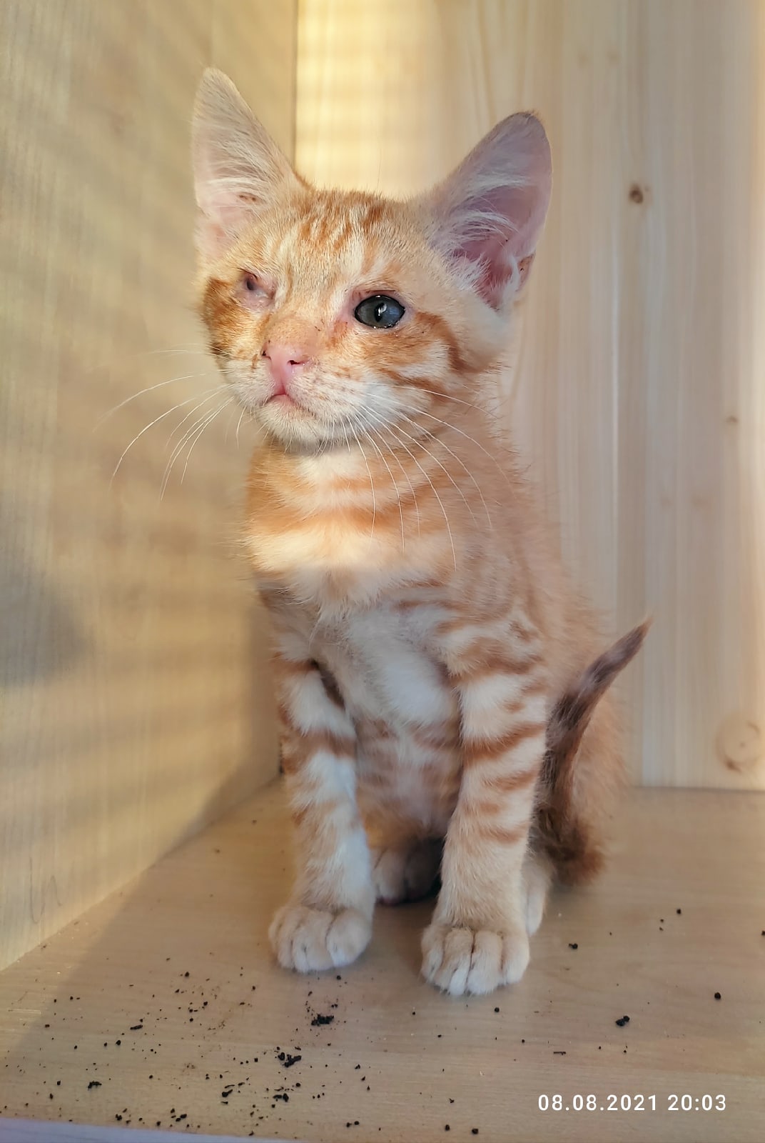 Найдена кошка в Витебске — Клёпа💞