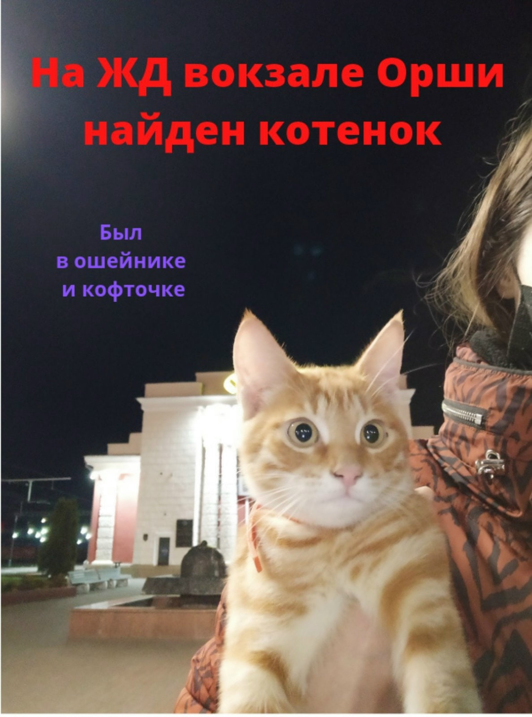 Найдена кошка в Витебске — Котёнок - Ж/д вокзал, Орша ♦️. Кто-то потерял рыжего котёнка в серой кофточке и красном ошейнике…