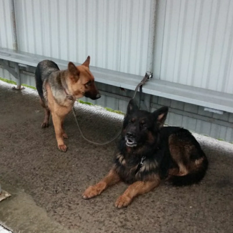 Найдена собака в Витебске — РЕПОСТ, пожалуйста!