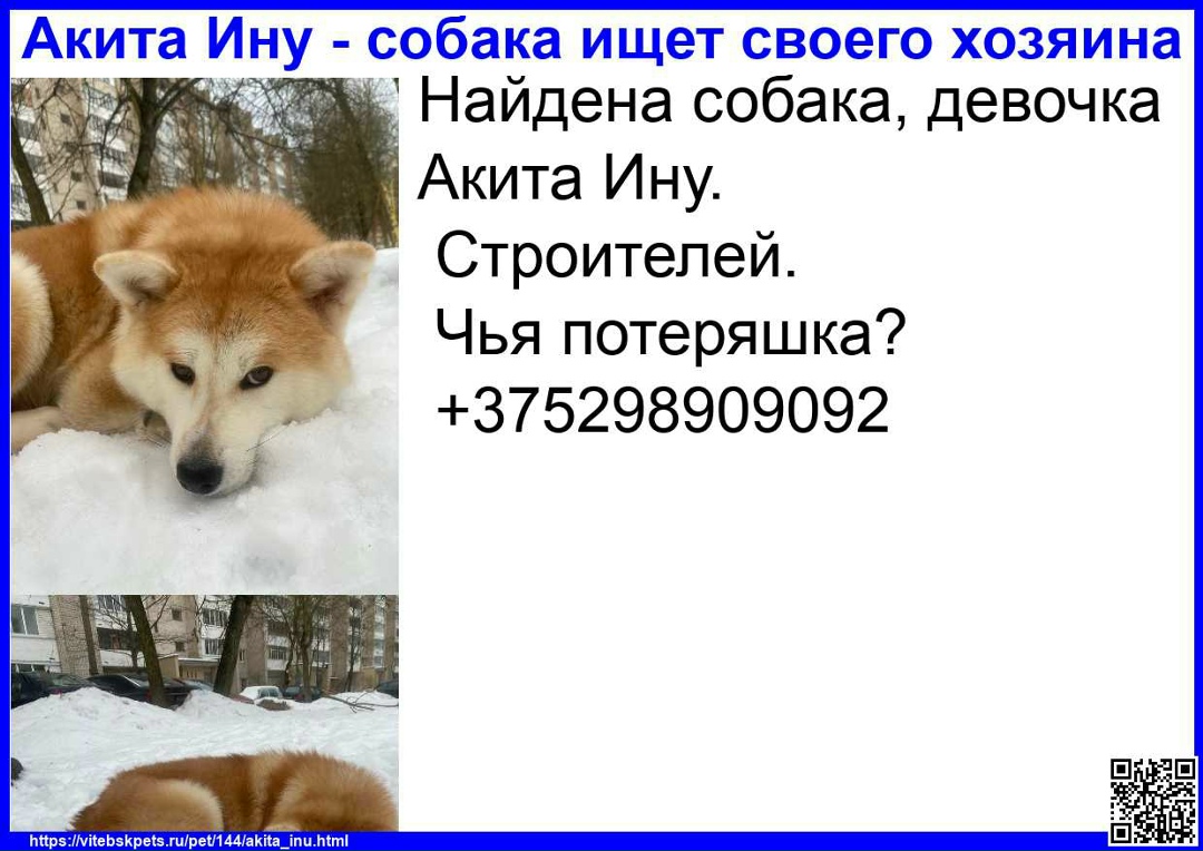 Найдена собака в Витебске — фото объявления