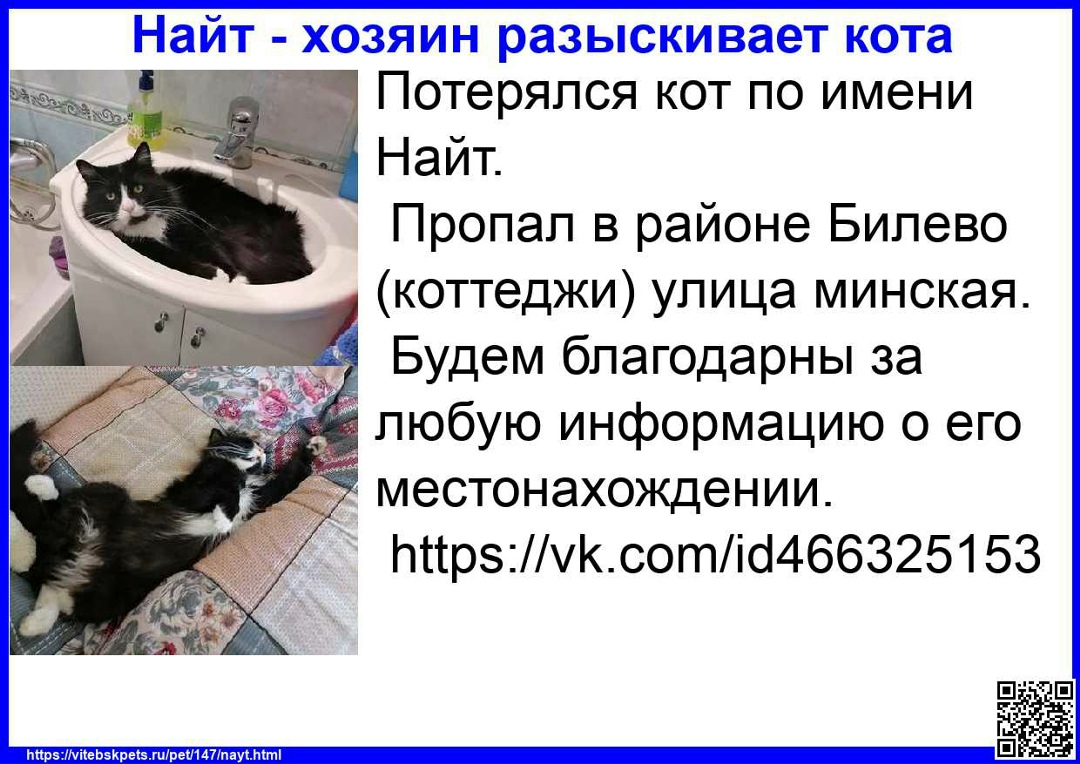 Пропала кошка в Витебске — фото объявления