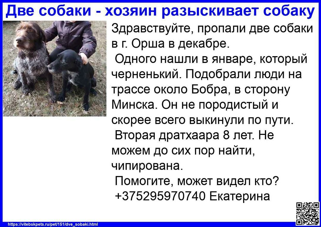 Найдена собака в Витебске — Здравствуйте, пропали две собаки в г. Орша в декабре.