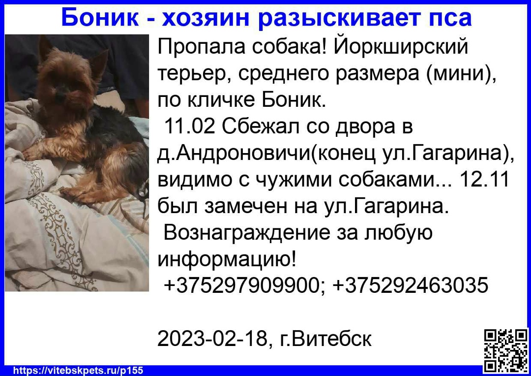Найдена собака в Витебске — фото объявления