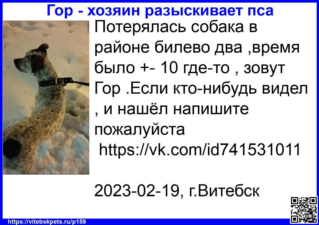 Найдена собака в Витебске — фото объявления
