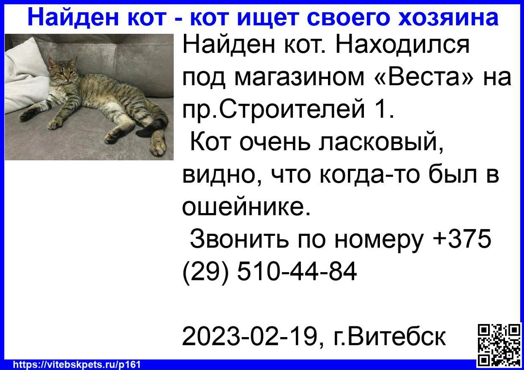Найдена кошка в Витебске — фото объявления
