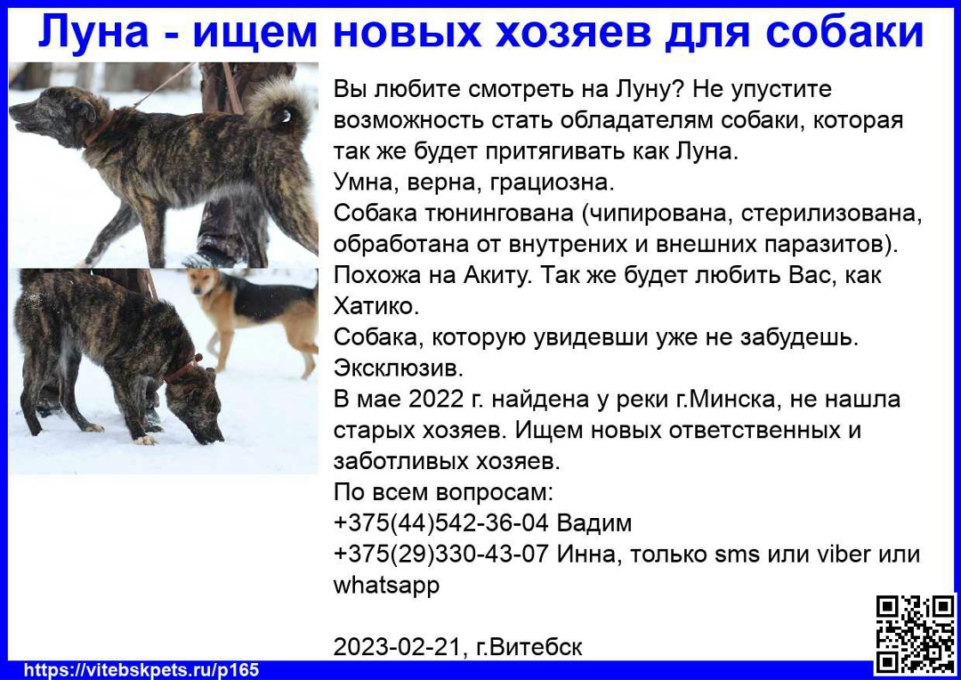 Найдена собака в Витебске — Вы любите смотреть на Луну? Не упустите возможность стать обладателям собаки, которая так же будет…