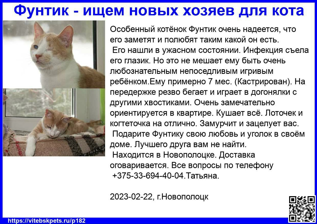 Найдена кошка в Витебске — Особенный котёнок Фунтик очень надеется, что его заметят и полюбят таким какой он есть.