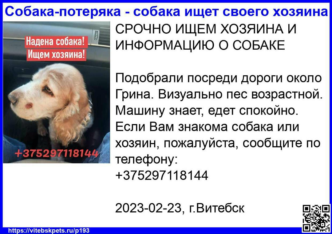 Найдена собака в Витебске — СРОЧНО ИЩЕМ ХОЗЯИНА И ИНФОРМАЦИЮ О СОБАКЕ