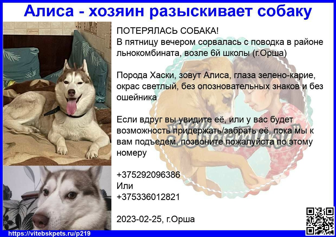 Пропала собака в Витебске — фото объявления
