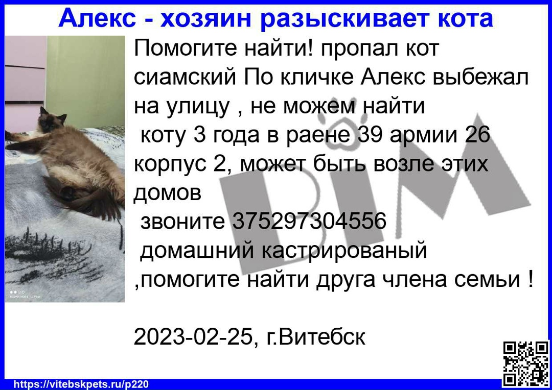 Пропала кошка в Витебске — Помогите найти! пропал кот сиамский По кличке Алекс выбежал на улицу , не можем найти