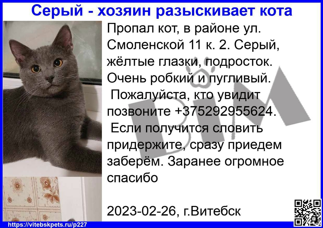 Пропала кошка в Витебске — фото объявления