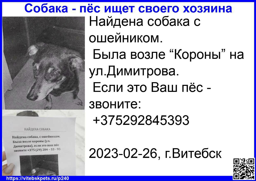 Найдена собака в Витебске — фото объявления