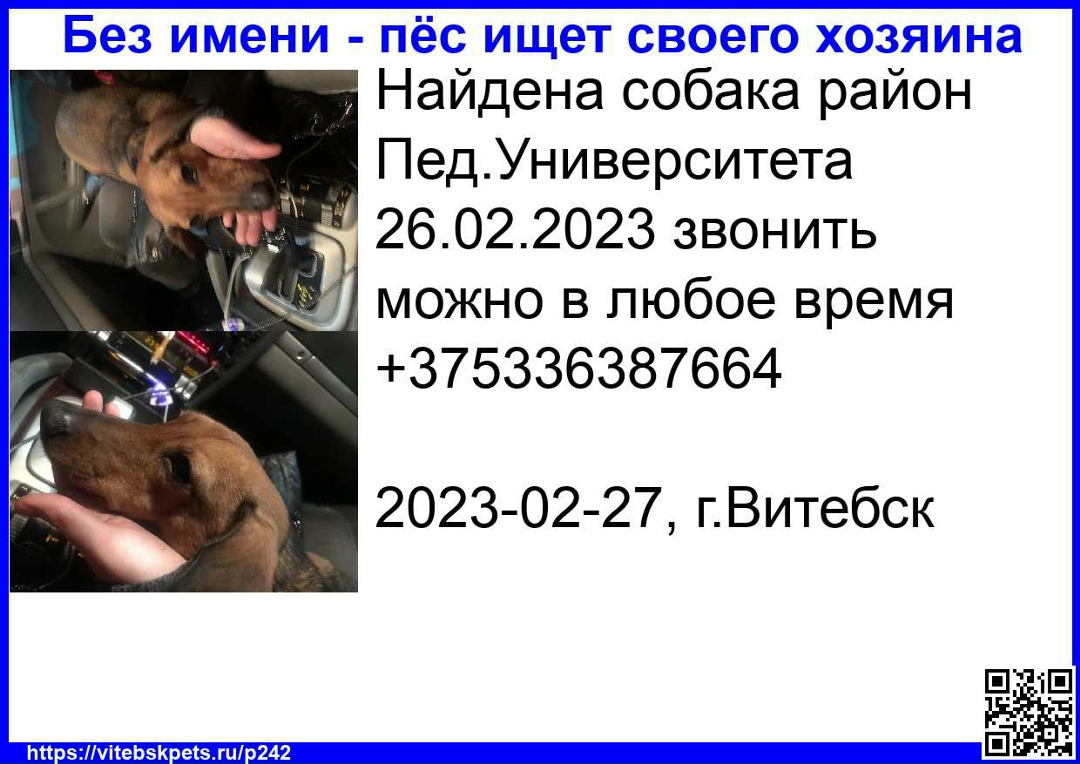 Найдена собака в Витебске — фото объявления