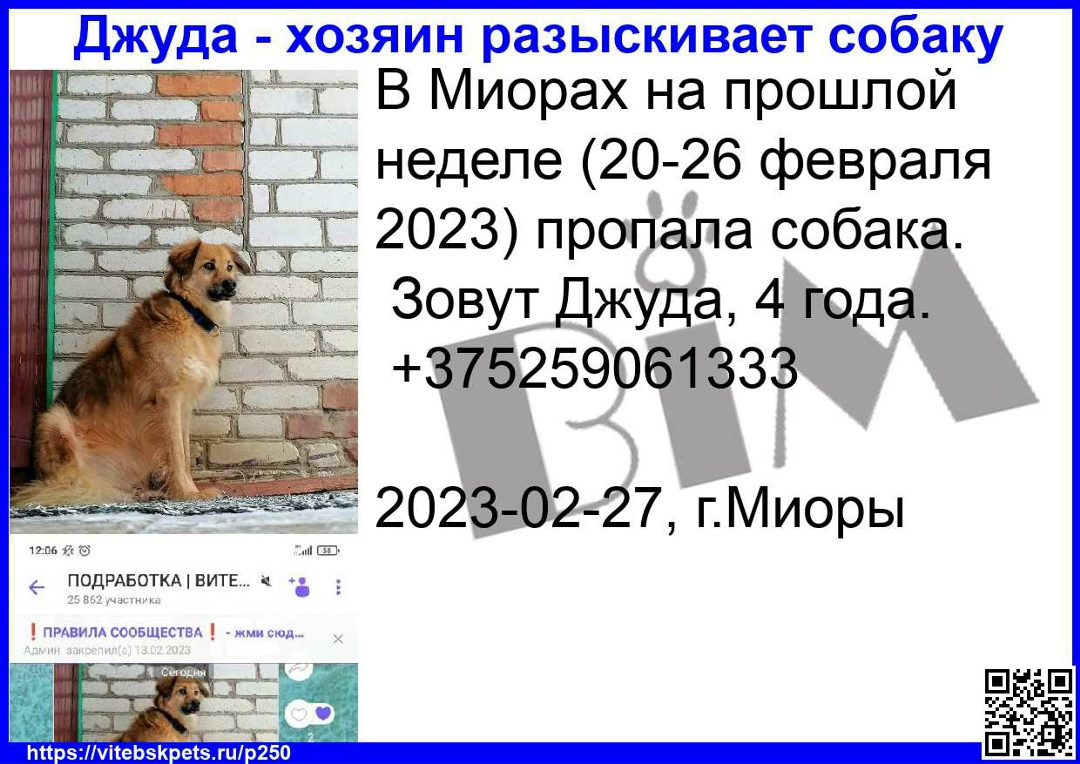 Пропала собака в Витебске — В Миорах на прошлой неделе (20-26 февраля 2023) пропала собака.