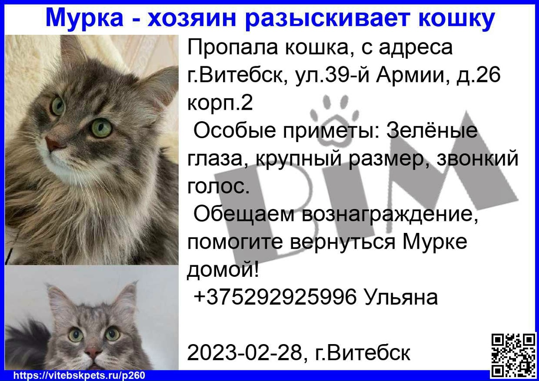 Пропала кошка в Витебске — фото объявления