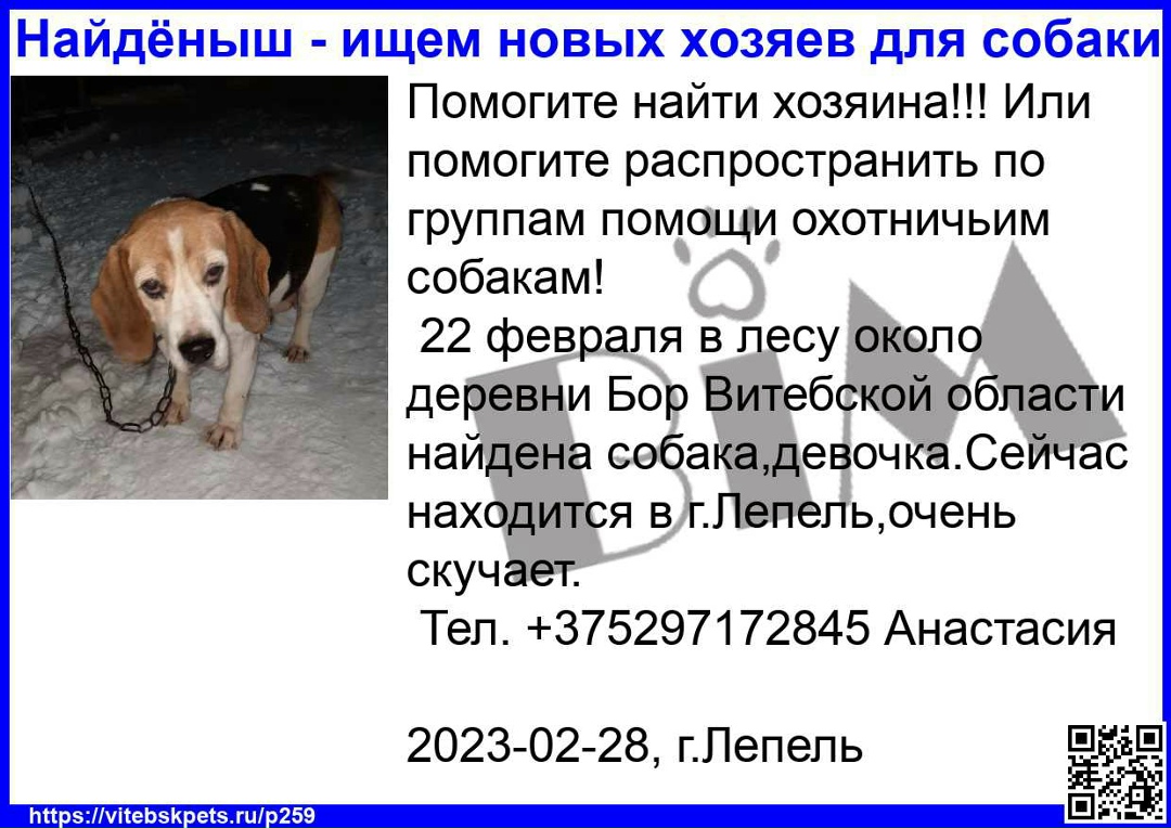 Найдена собака в Витебске — Помогите найти хозяина!!! Или помогите распространить по группам помощи охотничьим собакам!