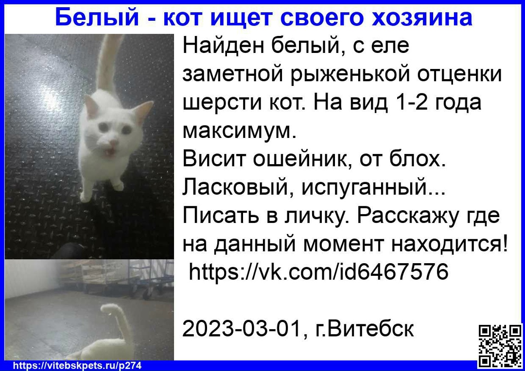 Найдена кошка в Витебске — фото объявления