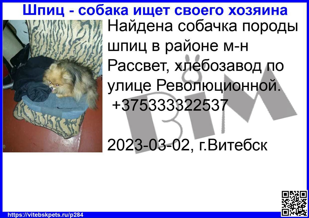 Найдена собака в Витебске — фото объявления
