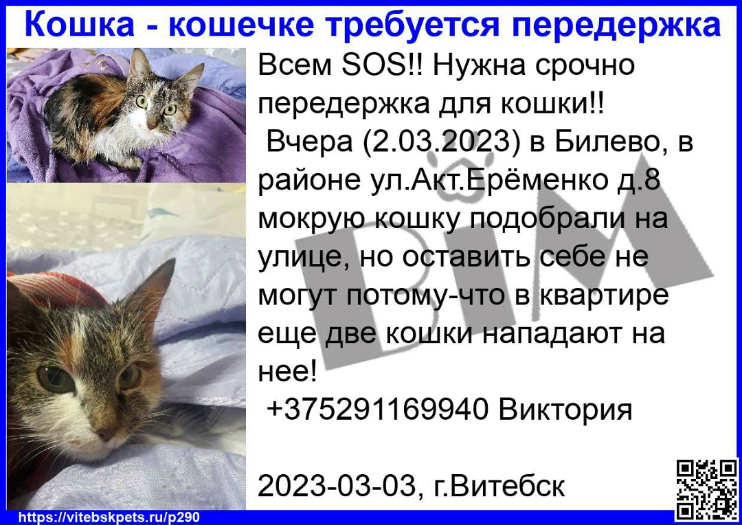Найдена кошка в Витебске — Всем SOS!! Нужна срочно передержка для кошки!!