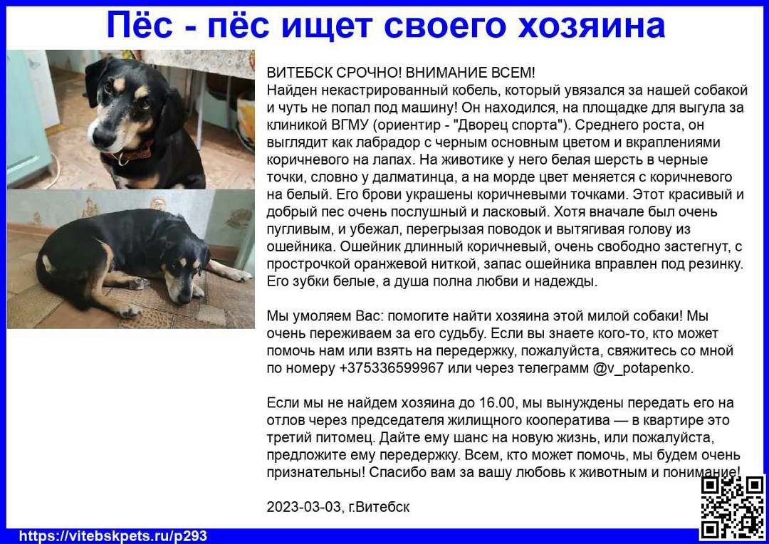 Найдена собака в Витебске — ВИТЕБСК СРОЧНО! ВНИМАНИЕ ВСЕМ!