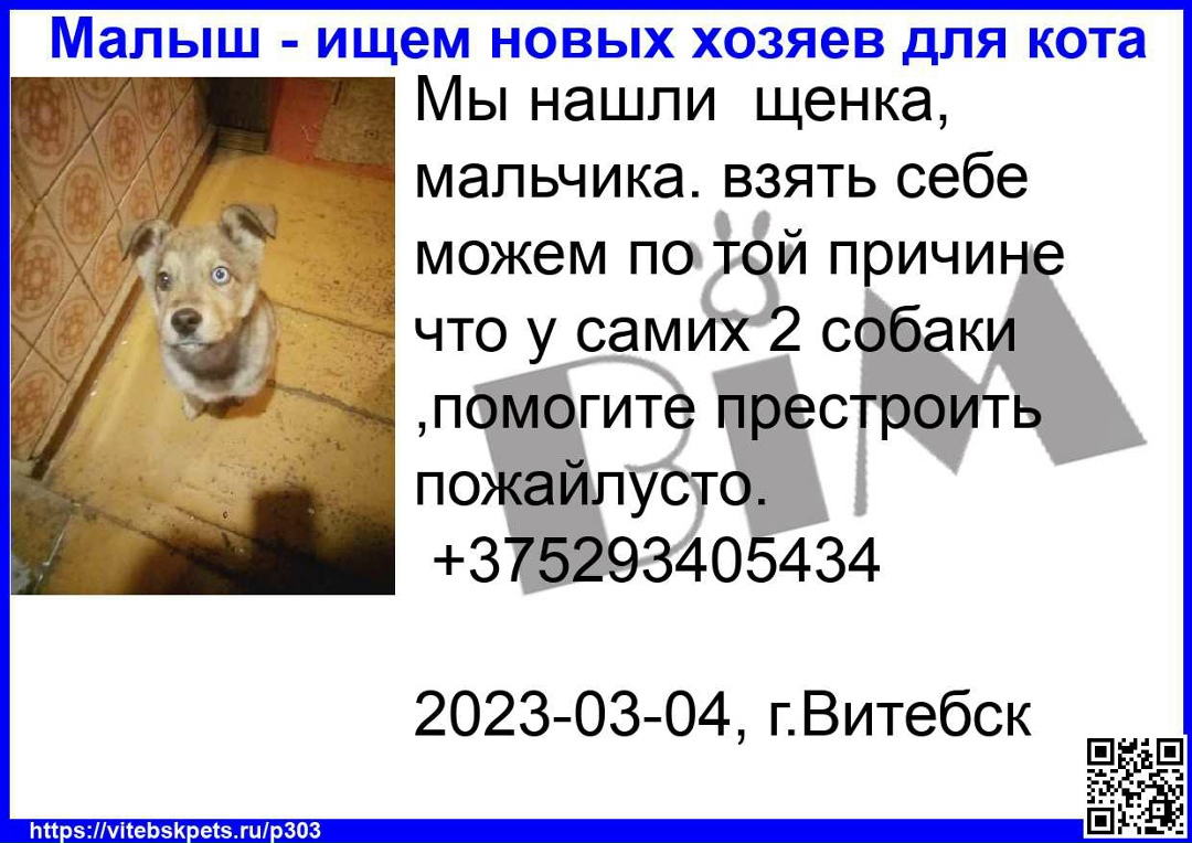 Найдена собака в Витебске — Мы нашли щенка, мальчика. взять себе можем по той причине что у самих 2 собаки ,помогите престроить…