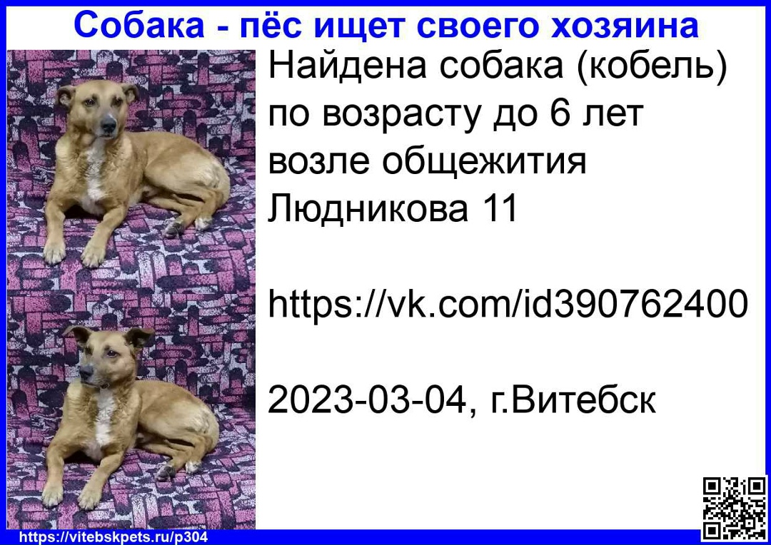 Найдена собака в Витебске — фото объявления