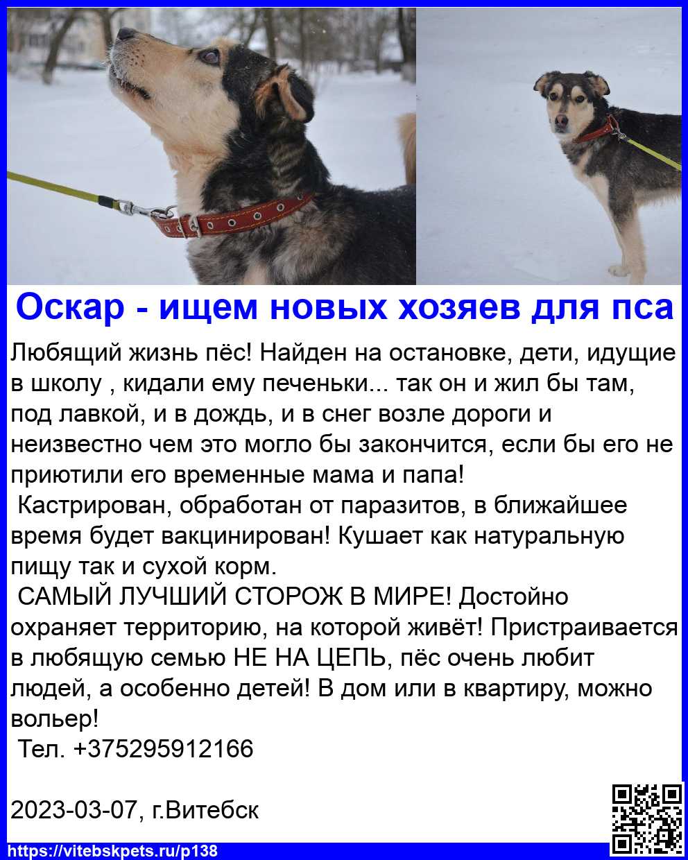 Найдена собака в Витебске — Любящий жизнь пёс! Найден на остановке, дети, идущие в школу , кидали ему печеньки... так он и жил…