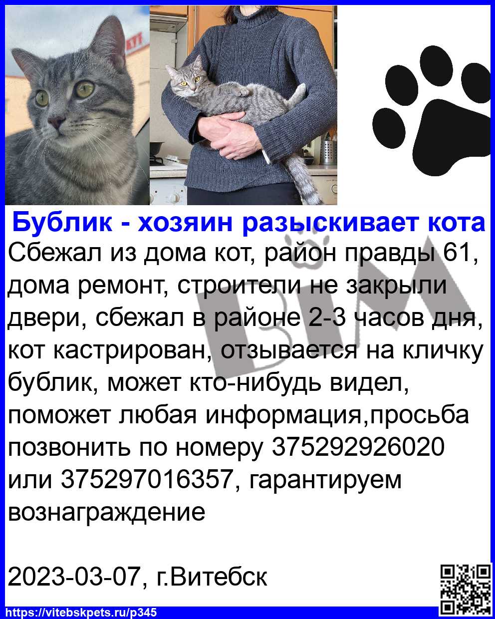 Найдена кошка в Витебске — Сбежал из дома кот, район правды 61, дома ремонт, строители не закрыли двери, сбежал в районе 2-3…