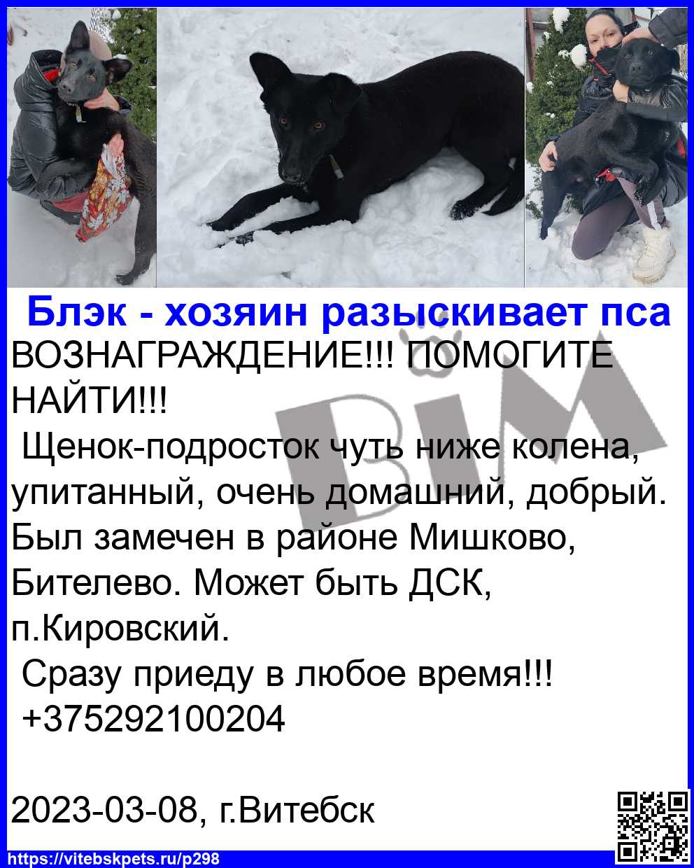 Найдена собака в Витебске — ВОЗНАГРАЖДЕНИЕ!!! ПОМОГИТЕ НАЙТИ!!!