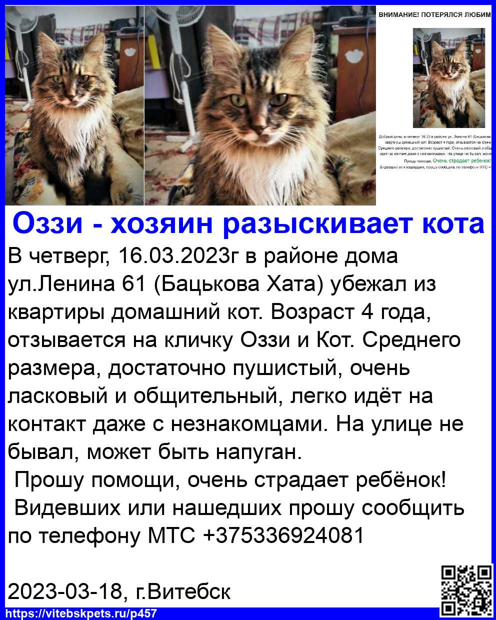 Пропала кошка в Витебске — В четверг, 16.03.2023г в районе дома ул.Ленина 61 (Бацькова Хата) убежал из квартиры домашний кот…