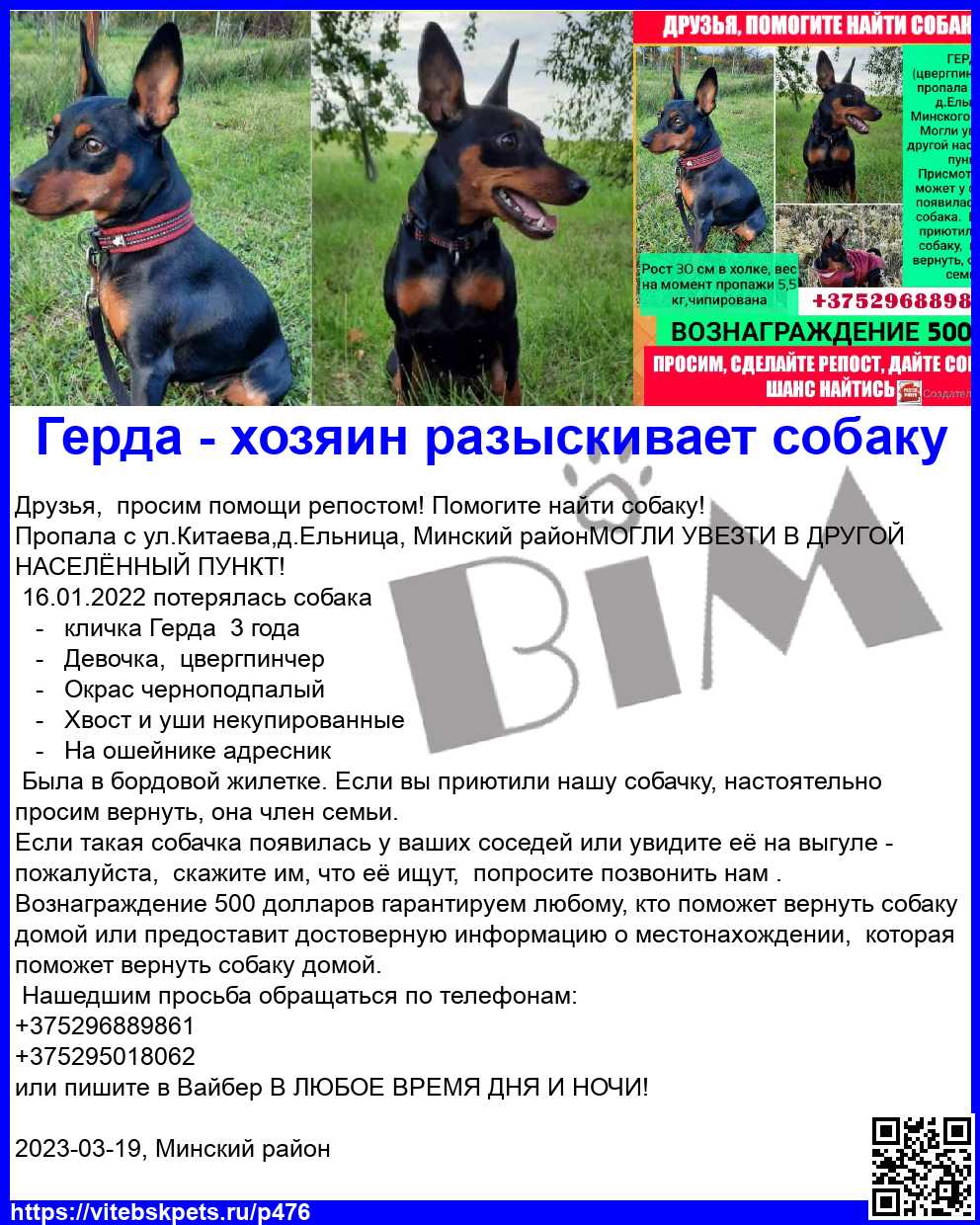 Пропала собака в Витебске — Друзья, просим помощи репостом! Помогите найти собаку!