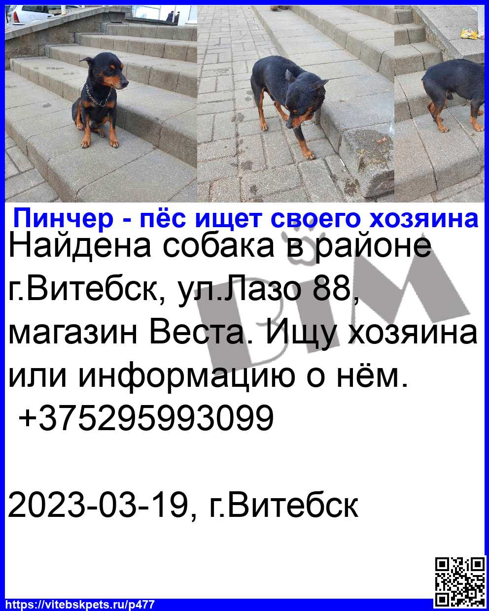 Найдена собака в Витебске — фото объявления