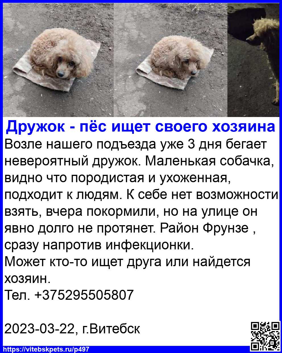 Найдена собака в Витебске — Возле нашего подъезда уже 3 дня бегает невероятный дружок. Маленькая собачка, видно что породистая и…