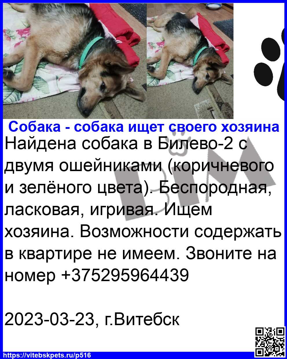 Найдена собака в Витебске — фото объявления