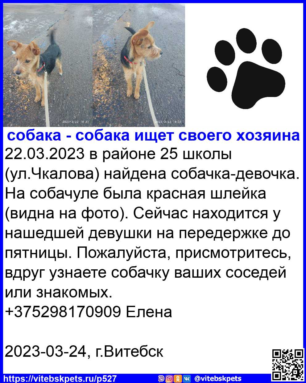 Найдена собака в Витебске — в районе 25 школы (ул.Чкалова) найдена собачка-девочка. На собачуле была красная шлейка (видна на…